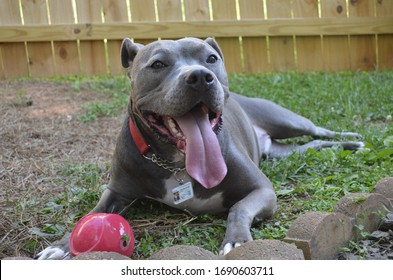 Happy Smiling Young Silver Grey Pitbull Puppy Dog With White Spot On Chest Looking Off At Camera Playing With Red Treat Toy Rubber Ball In Suburban Backyard With Green Grass Wooden Fence Red Collar