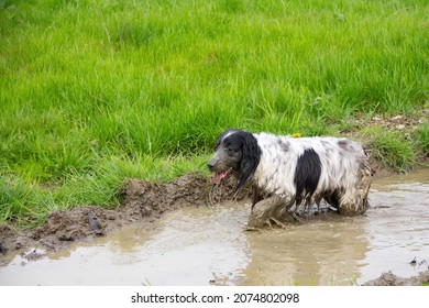 Happy Spaniel Dog Plays In Very Muddy Puddle Whilst Out On A Walk, Going To Need A Bath When She Gets Home A Humorous Shot Of A Naughty Pet Dog.