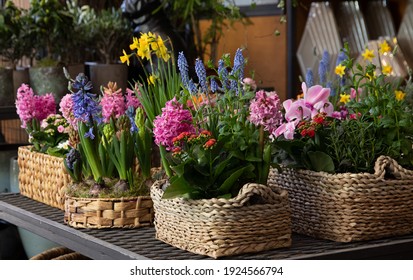 Happy spring mood baskets of flowering plants such as hyacinths, daffodils, mint, kalanchoe in a greek flower shop in springtime. Horizontal. Daylight. Close-up.