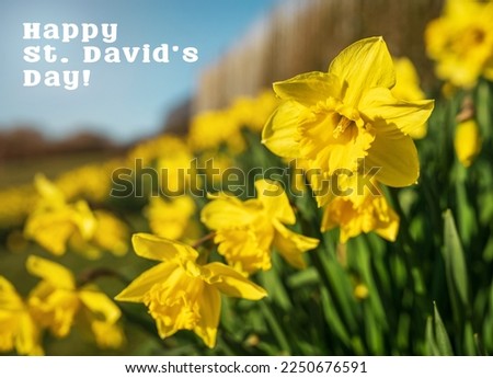 Happy St. David's Day text with yellow daffodils flowers. Beautiful greeting card for Saint David celebration in Wales.
