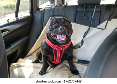 Happy Staffordshire Bull Terrier dog on the back seat of a car with a clip and strap attached to his harness. He is sitting on a car seat cover.