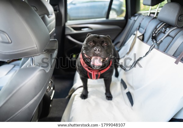 Happy Staffordshire Bull Terrier dog on the\
back seat of a car with a clip and strap attached to his harness.\
He is standing on a car seat\
cover.