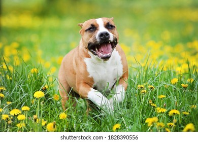
happy staffordshire terrier running on green grass with dandelions - Shutterstock ID 1828390556