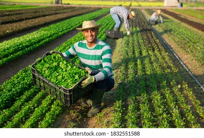 Happy successful hispanic farmer showing freshly picked green young leaves of corn salad during harvest on farm field on sunny day
