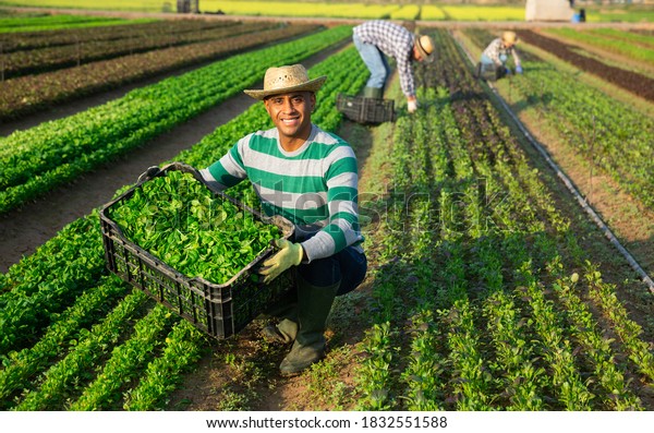 Happy Successful Hispanic Farmer Showing Freshly Stock Photo 1832551588 ...