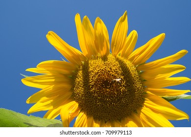 Happy Sunflower Stock Photo 709979113 | Shutterstock