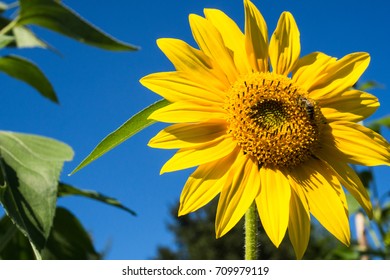 Happy Sunflower Stock Photo 709979119 | Shutterstock