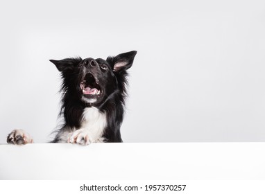 Happy surprised  border collie dog looking up with a white banner or a poster in front of him, isolated. Card template with portrait of a dog . Dog behind empty white board.