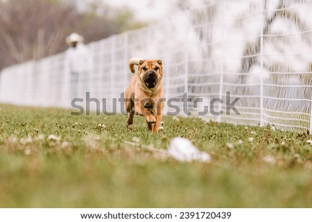 happy tan wrinkly Chinese Shar Pei dog running lure course sport in the dirt on a sunny summer day