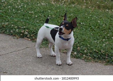 Happy Teddy Roosevelt Rat Terrier Puppy Playing On Field Of Clover