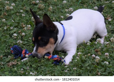 Happy Teddy Roosevelt Rat Terrier Puppy Playing On Field Of Clover
