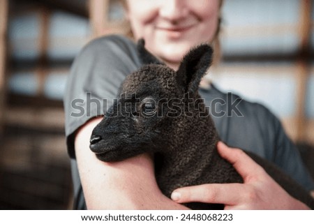 Similar – Image, Stock Photo Sheep in the early morning sun in the dune grass on Sylt