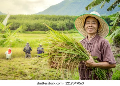 happy Thai female farmer harvesting rice in countryside Thailand 