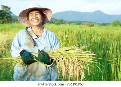  happy Thai female farmer harvesting rice in countryside Thailand 