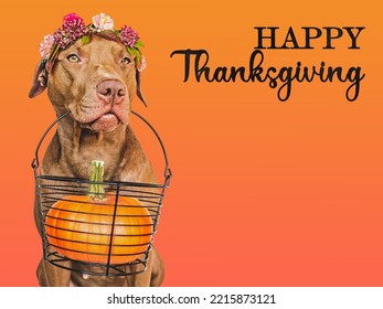 Happy Thanksgiving. Lovely brown puppy and ripe, juicy pumpkin. Closeup, indoors. Studio shot. Congratulations for family, relatives, loved ones, friends and colleagues. Pet care concept