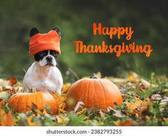 Happy Thanksgiving. Lovely puppy and congratulatory inscription. Clear, sunny day. Closeup, indoors. Congratulations for family, relatives, loved ones, friends and colleagues. Pets care concept