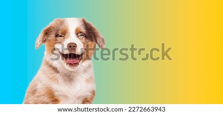 Happy three months old Puppy red merle Bastard dog cross with an australian shepherd and unknown breed isolated on gradint blue yellow background