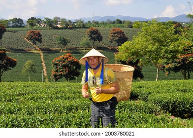 Happy tourist in Asian conical hat and yellow t-shirt standing on a tea plantation with basket for picking tea leaf and looking at camera, Highlands Da Lat, Vietnam