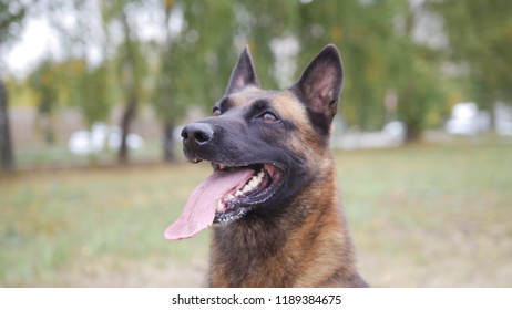 Happy Trained German Shepherd Dog Portrait Shot