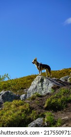 Happy Traveling Dog, Norway , Simba Pose