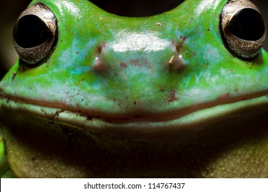 Happy as a tree frog. Australian green tree frog close up.