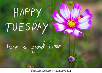 Happy Tuesday Have Good Time Message Stock Photo 2151393611 | Shutterstock