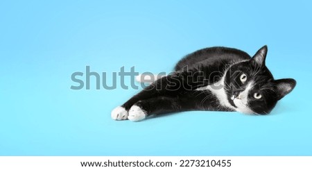 Happy tuxedo cat lying stretched out on blue background while looking at camera. Large black and white male cat in relaxed and safe pose. Selective focus. Colored background. Copy space.