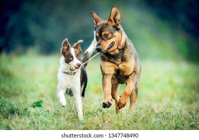 Happy Two Dogs Play Ball Rope Stock Photo 1347748490 | Shutterstock