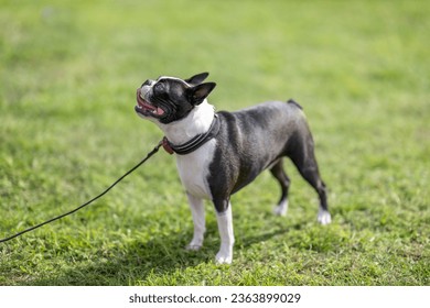 Happy two-year-old Boston terrier during summer in Sweden