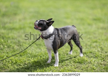 Happy two-year-old Boston terrier during summer in Sweden