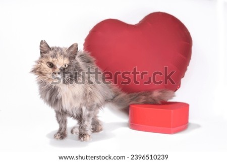 happy valentine's day three-legged fluffy tricolor cat looks into the camera with red heart-shaped balloon on white background