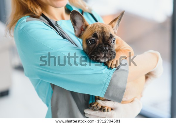 Happy veterinarian doctor hugs puppy in vet clinic.\
Empty space for text