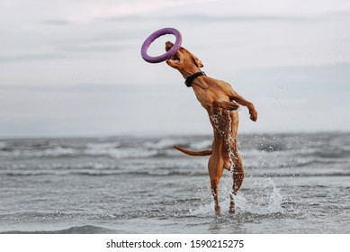 Happy Vizsla Dog Jumping Up From Water To Catch A Toy