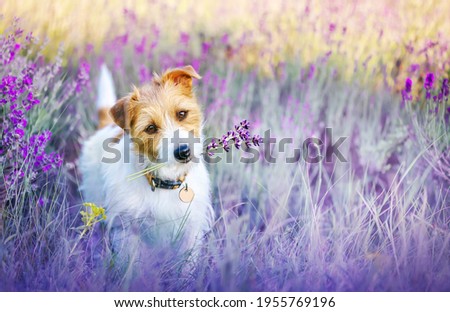 Happy walking cute pet dog puppy listening ears in a purple lilac lavender flower herb field in summer