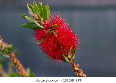 Happy Wasp In A Bottlebrush Flower