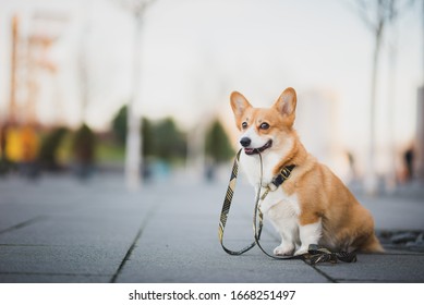 Happy Welsh Corgi Pembroke Dog Portait Holding A Leash During A Walk In The City Center