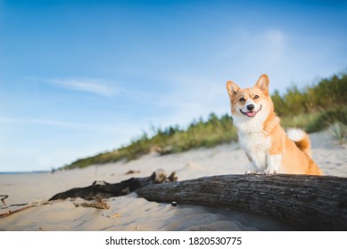 Happy welsh corgi pembroke dog at a beach