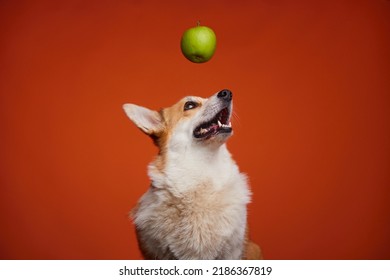 Happy Welsh Corgi Pembroke dog looking at a dangling green apple. The dog and the green apple are isolated on an orange background. Apples in the puppy's diet. Healthy Lifestyle.