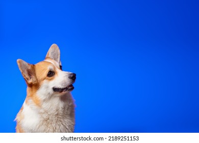 Happy Welsh Corgi Pembroke Dog Smiling On An Isolated Blue Background. Billboard.