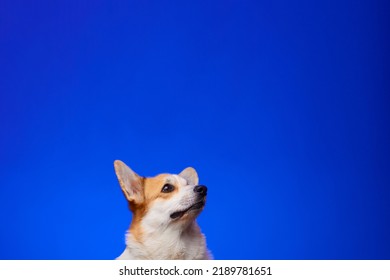 Happy Welsh Corgi Pembroke Dog Smiling On An Isolated Blue Background. Billboard.