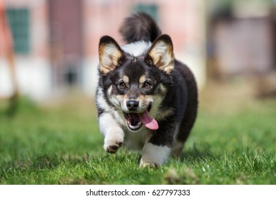 happy welsh corgi pembroke dog running outdoors