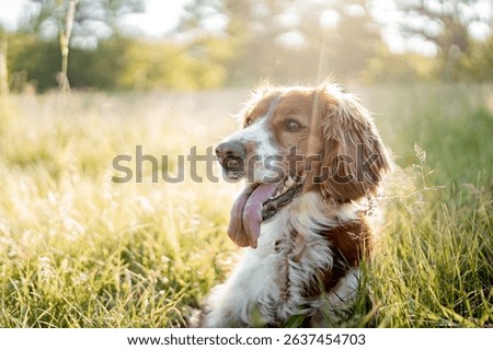 Happy Welsh Springer Spaniel Lying in Summer Meadow