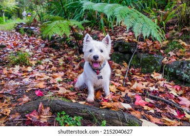 Happy Westie West Highland Terrier Dog In Autumn Forest With Leaves In Fall