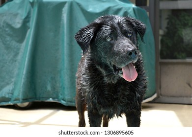 Happy Wet Black Lab Standing On Pool Deck After Retrieving Favorite Toy