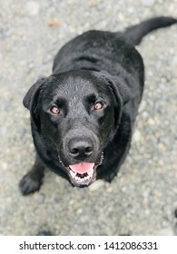 Happy Wet Black Labrador On A Walk. Black Lab Portrait.