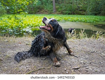 Happy, Wet, Dirty Bernese Mountain Dog, Sitting On The Shore Of The Pond, Scratching Itself. 