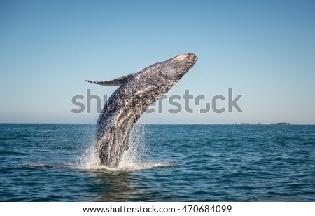Happy whale breaching