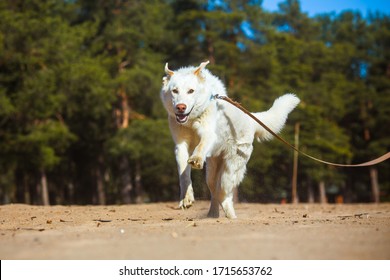 Dog having fun Images, Stock Photos & Vectors | Shutterstock