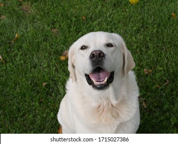 Happy White Labrador Retriever Outside - Shutterstock ID 1715027386