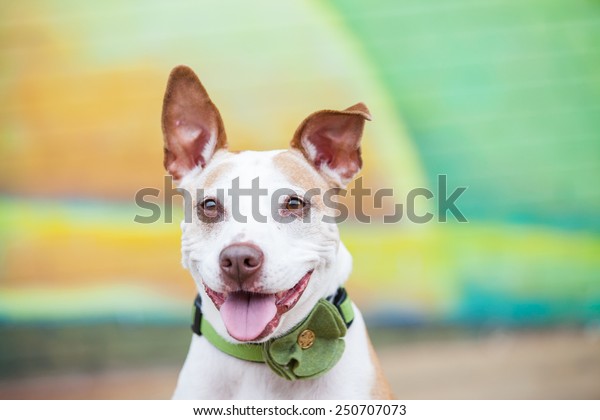 Happy white pit bull dog smiles outside in front of a green and yellow painted wallpaper mural.